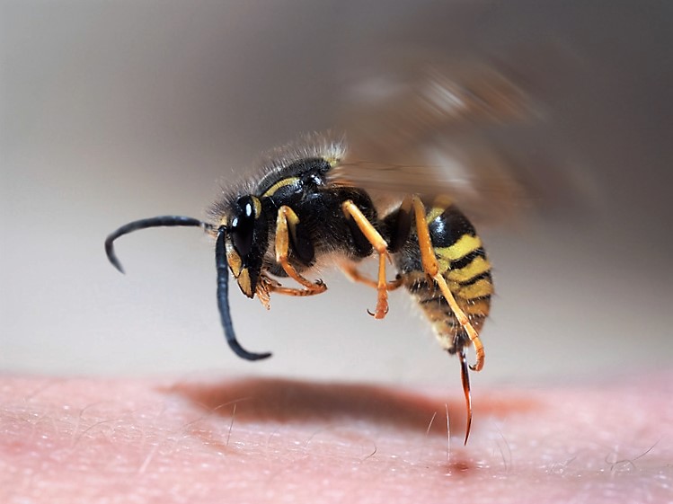 insetti-molesti-provocano-frequenti-infortuni-sul-lavoro